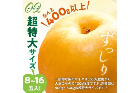 【先行予約／数量限定30】新興梨 秀品 5kg（8～12玉入り）（2024年10月中旬～発送） 果物 フルーツ 梨 なし 農家直送 京都産 新興梨 果汁 数量限定 先行予約 人気