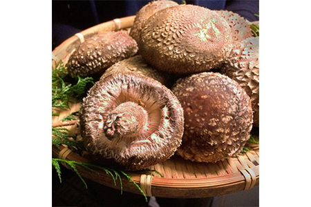 原木生しいたけ｜1200g｜肉厚｜しいたけ