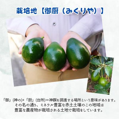 ふるさと納税 松浦市 完熟国産アボカド「御厨(みくりや)アボカド」2玉〜3玉 |  | 01