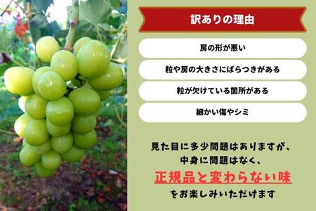 訳あり シャインマスカット 2～3房 合計1.6kg以上 産地直送 朝採れ ぶどう 葡萄 シャイン マスカット 岡山 Kawahara Green Farm　岡山県産 2025