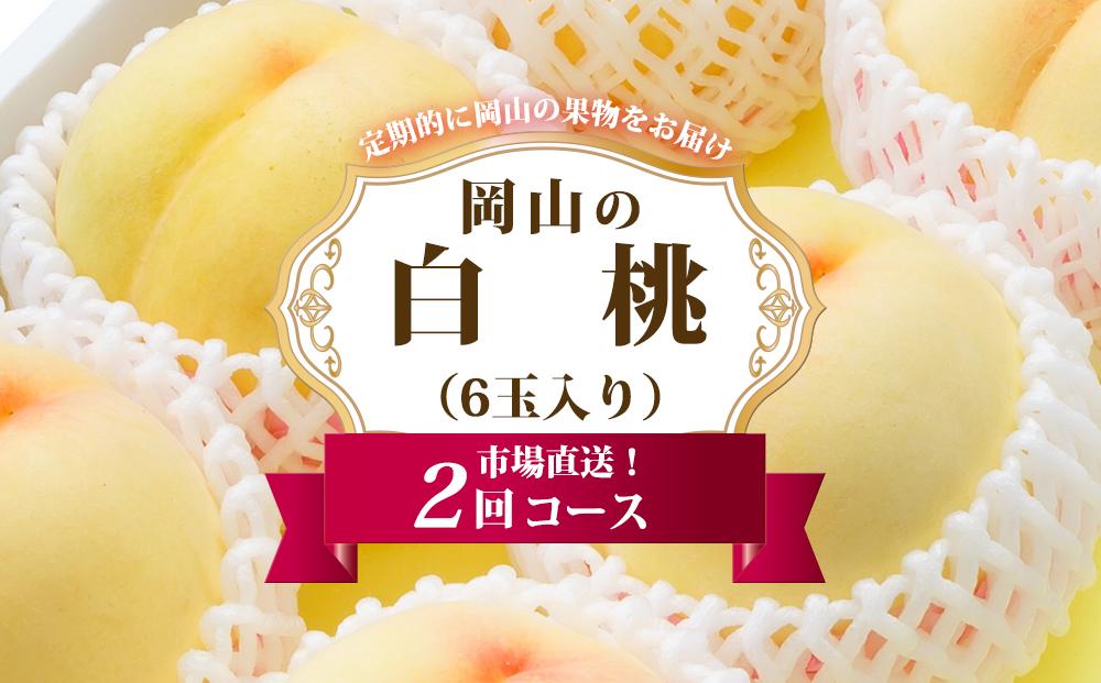 桃 定期便 2025年 先行予約 岡山 の 白桃 6玉 合計1.6kg以上×2回 お届け 化粧箱入り もも モモ 岡山産 国産 フルーツ 果物 ギフト