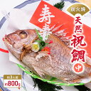 【ふるさと納税】炭火焼　天然祝鯛（中）約800g【約3人前】 / 焼鯛 尾頭付き　【魚貝類・タイ・鯛・真鯛・約3人前】