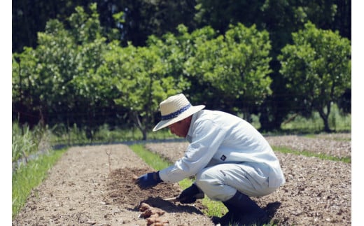 【6回定期便】栽培期間中に農薬不使用の生姜200gと旬の野菜詰め合わせ10～13品目 野菜 野菜セット 詰め合わせ しょうが ショウガ 旬 新鮮 朝どれ 取り寄せ【株式会社SIMA】 [BQAZ007
