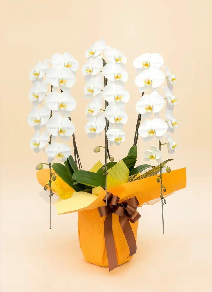 《お花の回数券シリーズ》トップフローリスト厳選の胡蝶蘭３本立ちの回数券×５枚【お花の回数券 ３本立ち 回数券 世界らん展 フラワードリームジャパンカップ 国内主要コンテスト受賞 贈り物 神奈川県 小田原市 蘭 蘭】
