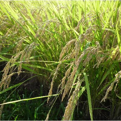 ふるさと納税 十日町市 【令和7年産】　魚沼産コシヒカリ5kg |  | 02