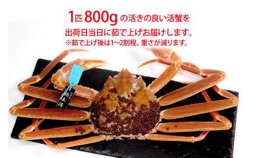 【11月10日～12月15日発送】【先行予約】【冷蔵発送】石川県産 加能かに ズワイガニ ( 産地証明タグ付 ) 茹で上げ前重量 約800g 1匹 特大サイズ F6P-2753