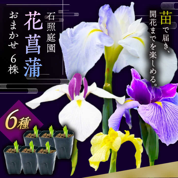 【ふるさと納税】【4月〜11月発送】石照庭園 花しょうぶ（ジャパン アイリス）の苗 おまかせ6株 島根県雲南市/石照庭園[AIAC001]