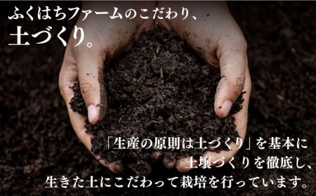 【2024年8月〜発送】新生姜 約4kg / ショウガ南島原市 / ふくはちファーム/福島農園[SBS018]