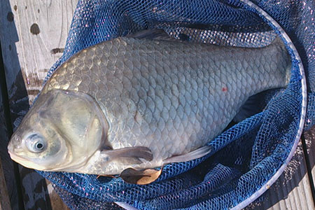 【つり処椎の木湖】 入場券 1枚 ヘラブナ 釣り堀 釣り【へら鮒釣り】