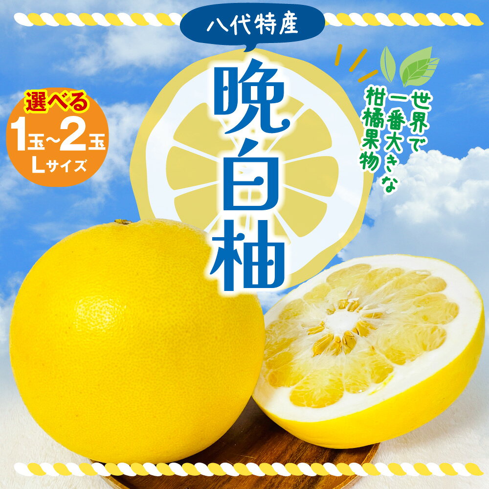 【ふるさと納税】令和8年熊本地震復興支援 【先行予約】 八代市産 晩白柚 1〜2玉 【選べる玉数】 ばんぺいゆ 柑橘 果物 果実 くだもの フルーツ 特産品 名産品 お取り寄せ ジャンボサイズ 熊本県 八代市 送料無料 【2026年12月上旬より順次発送】