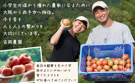 ＜孫トマト（桃太郎トマト）約3kg＞ トマト とまと 3キロ 孫トマト 大玉 愛媛県産 西予市産 食品 桃太郎トマト 桃太郎 野菜 やさい サラダ 産地直送 国産 城川 吉岡農園 愛媛県 西予市【常温