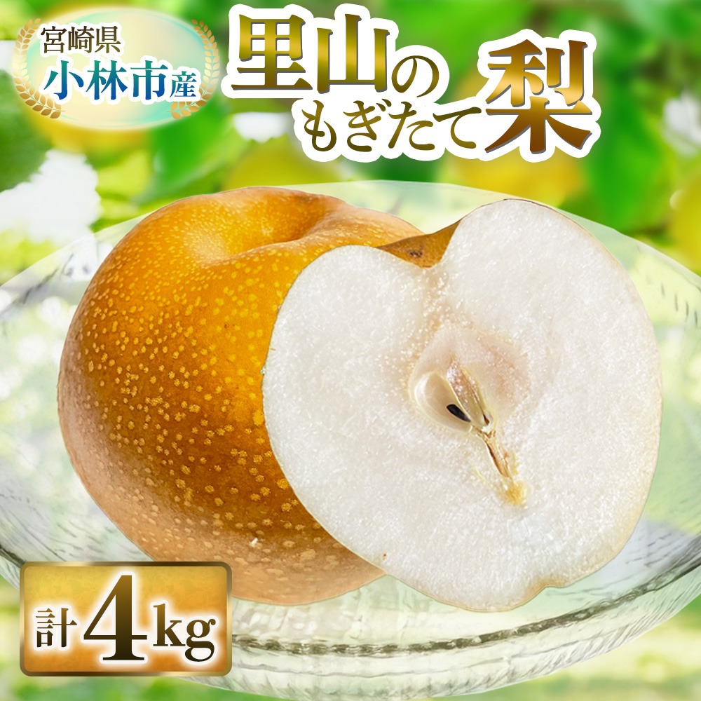 【産直もぎたて】里山のもぎたて梨 4kg程度（フルーツ 果物 旬 梨 国産 限定 期間限定）