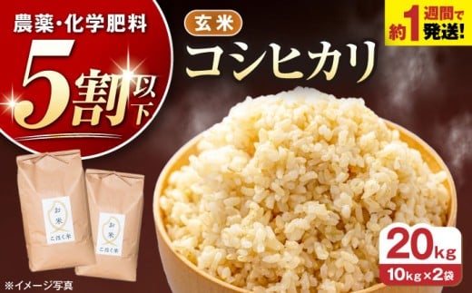 【スピード発送】【令和7年産】米 コシヒカリ 20kg 玄米 お米 こめ コメ ゲンマイ kome 令和7年産 7年産 長浜市/株式会社エース物産 [AQAK005]