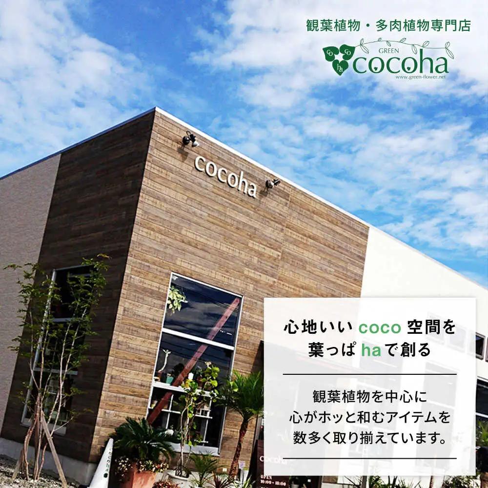キラキラ輝く砂漠の宝石 『ハオルチア・オブツーサ』 糸島市 / cocoha&nbsp;観葉植物 グリーン 緑 インテリア[AWB043]