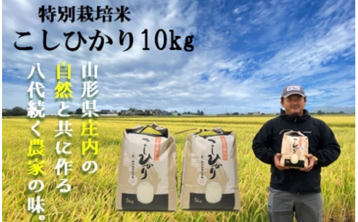 【令和6年産・精米】大沼ファームの特別栽培米コシヒカリ10kg