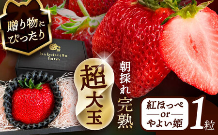 【12月より順次発送】 超大玉 紅ほっぺorやよい姫 1粒 いちご 苺 イチゴ【配達不可：北海道・沖縄・離島】 / くぼ苺農園[AECJ020]