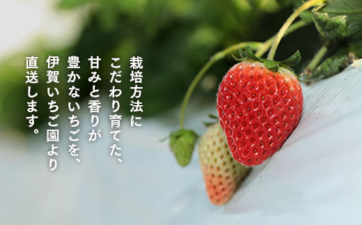 伊賀いちご園-プレミアムボックス-厳選15粒化粧箱入り | イチゴ ストロベリー strawberry 高級 贈答用 プレゼント ふくはる香 ゆうやけベリー ar001-aa