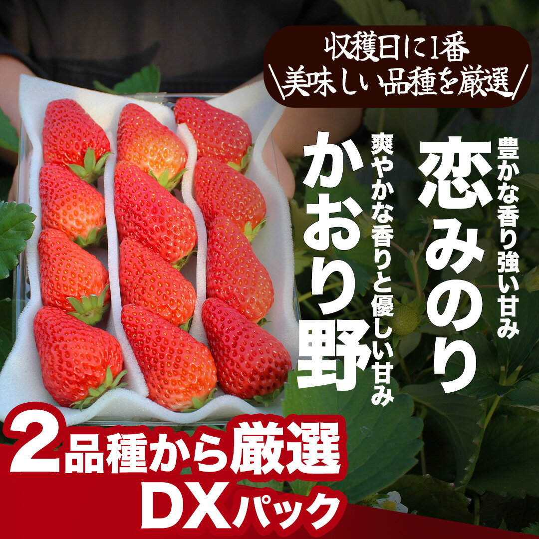 【ふるさと納税】【予約受付】【2026年3月~5月発送予定】完熟いちご280g 選べる2パック・4パック（DXパック）恋みのり かおり野 から厳選 送料無料 みなみのいちご園 いちご イチゴ 苺 恋みのり かおり野 静岡 いちご 果物 フルーツ 南伊豆町産 静岡