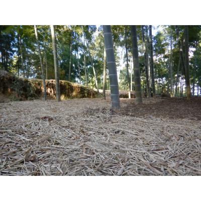 ふるさと納税 長岡京市 【京のブランド野菜】朝掘り生たけのこ　3kg(家庭用) |  | 01