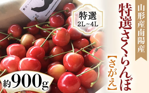 
            【令和7年産先行予約】 さくらんぼ 「モンスター さがえ」 約900g (特選 2～4L) バラ詰め 《令和7年6月中旬～発送》 『最上園』 さがえ サクランボ 果物 フルーツ 産地直送 山形県 南陽市 [1338]
          