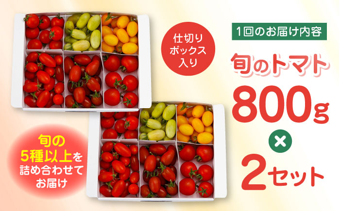 【全2回定期便】【期間限定】熊本県産 減農薬栽培 トマト ミディトマト 詰め合わせ 800g×2セット 計1600g 食べ比べ ギフトセット 産地直送【矢仁田農園】 [YDE018]