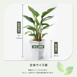 5月～発送【観葉植物】オーガスタ70cm～100cm(Green Farm M/027-1383) 観葉植物 植物 鉢付 インテリア 室内 オフィス おしゃれ 【配送不可地域：北海道・沖縄県・離島】