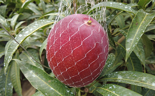 マンゴー ライチ セット 糖度14度 完熟 国産 高知 鉢植え 希少 アーウィン 南国 フルーツ ジューシー 贈り物 ギフト 甘い さっぱり 夏 果物 トロピカル メリーガーデンの完熟マンゴー＆生ライ