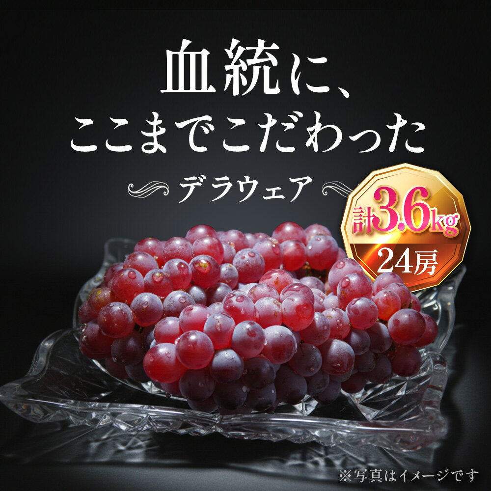 【ふるさと納税】【2026年先行予約】苗から厳選 デラウェア3.6kg(24房) 6月下旬～7月中旬発送 特選 期間限定 大粒 ぶどう ブドウ フルーツ 果物 くだもの おすすめ　お届け：2026年6月下旬～7月中旬