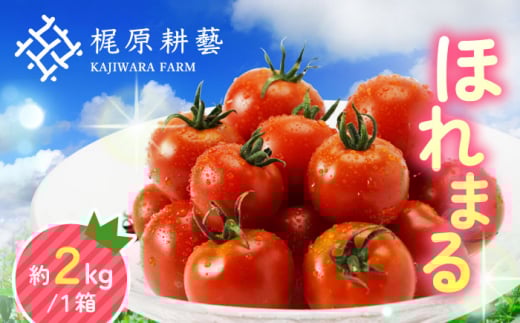 【先行予約】甘みと酸味の絶妙なバランス！ミニトマト「ほれまる」 約2kg  野菜 トマト ミディトマト プチトマト とまと 九州【梶原耕藝】 [YDQ001]