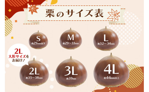笠間の生栗 （約2kg） 低温熟成 利平 2L以上 日本一 栗生産量 茨城県 栗 くり 生栗 熟成栗 大きい 大粒 茨城 国産 国産栗 和栗 甘栗 栗ご飯 栗きんとん 栗おこわ 甘露煮 マロン 秋 旬 おやつ スイーツ きんとん 冷蔵 保存料不使用 無添加 笠間市