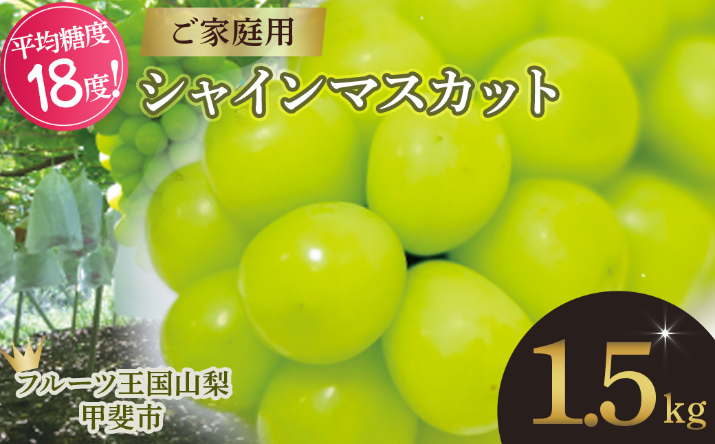 【2025年発送】 ご家庭用 シャインマスカット 約1.5kg 先行予約 山梨県産 産地直送 フルーツ 果物 くだもの ぶどう ブドウ 葡萄 シャイン 新鮮 人気 おすすめ 国産 不揃い 訳あり わけあり ワケアリ 糖度18～糖度20度 甲斐市 山梨 AN-130