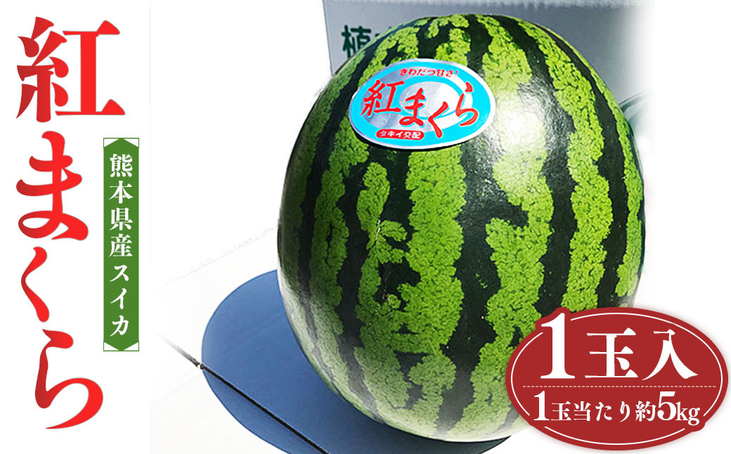
                  熊本県産スイカ 紅まくら 約5kg 果物 フルーツ すいか スイカ 西瓜 楕円形 楕円形すいか 常温 熊本県産 【2026年4月下旬発送開始】
                