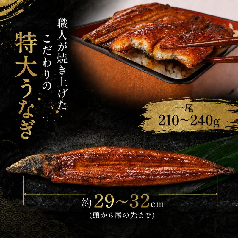 【スピード発送】 高知県産うなぎ 白焼 蒲焼 セット 各1尾 | 国産 うなぎ 鰻 ウナギ 蒲焼き かばやき 白焼き 白焼 しらやき 食べ比べ 土用丑の日 土用の丑の日 丑の日 高級 贅沢 老舗 初音