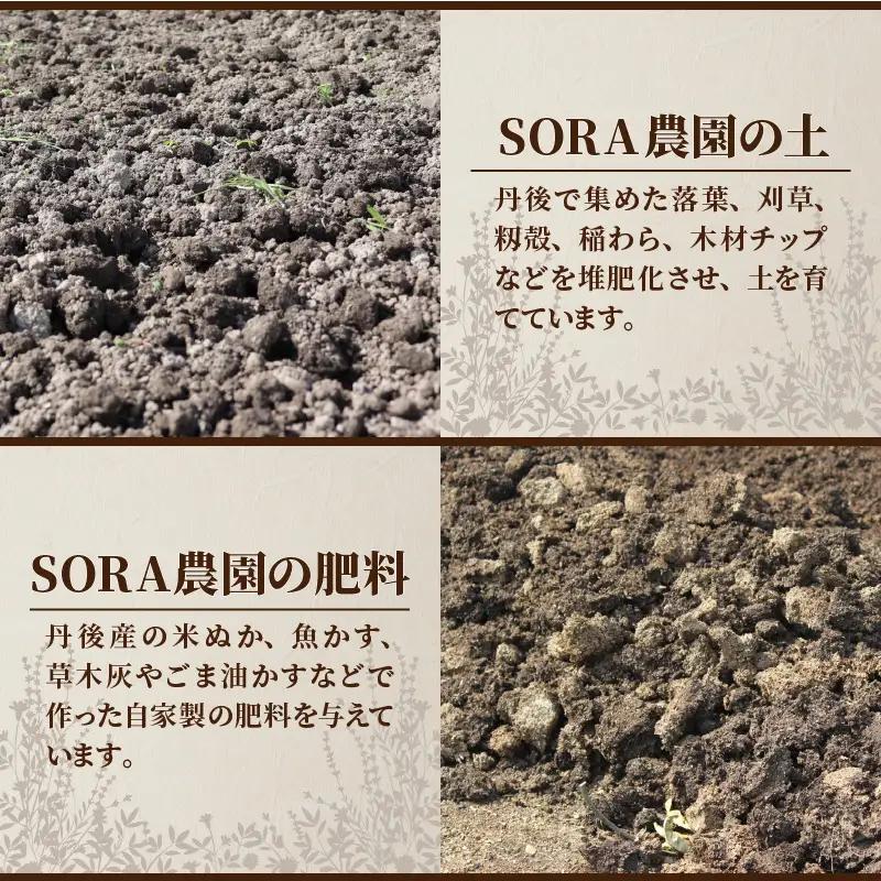 【6月上旬～順次発送】SORA農園の有機ビーツ3kg　有機野菜 有機農園 オーガニックファーム オーガニック野菜 有機栽培 ビーツ