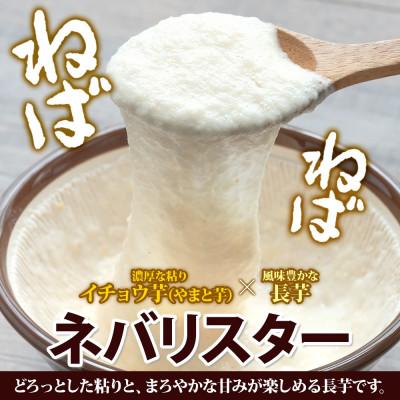 ふるさと納税 倶知安町 北海道 倶知安町産 ネバリスター 計5kg 北海道産 長芋 倶知安町【2026年11月中旬〜お届け】 |  | 01