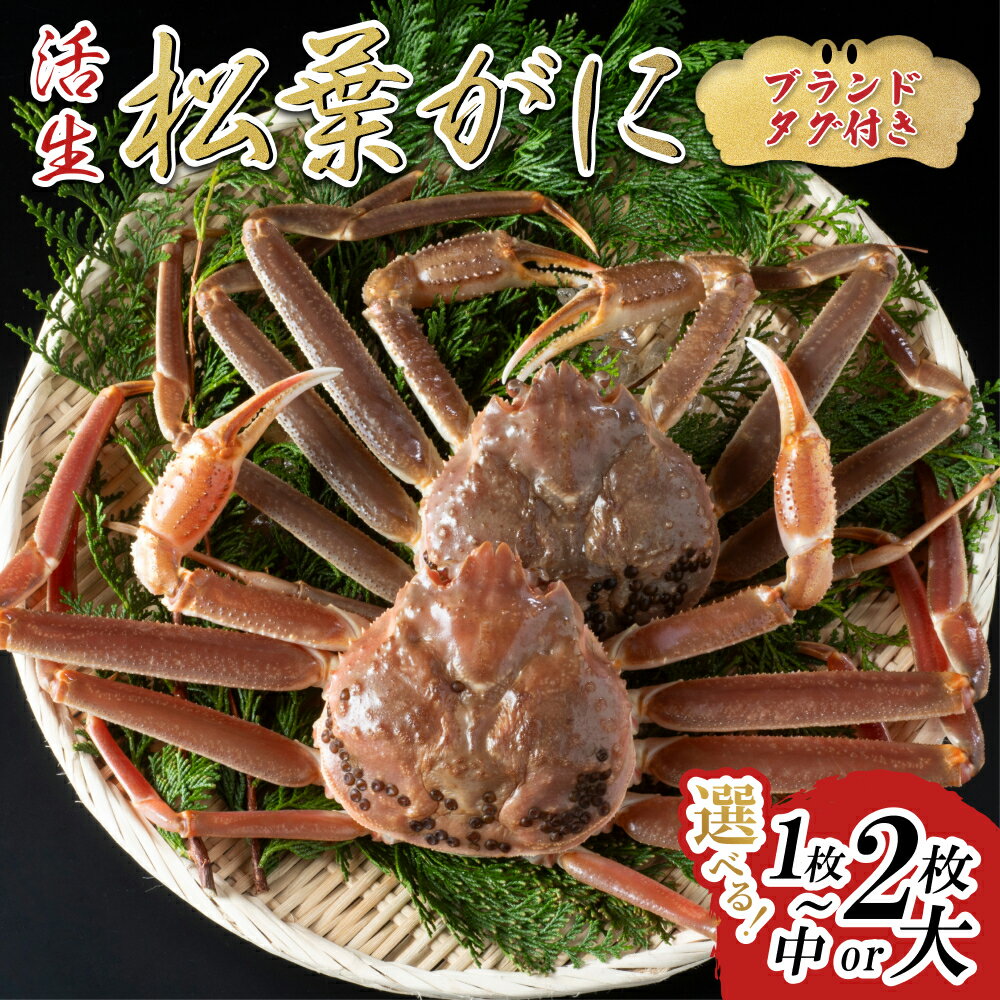 【ふるさと納税】【先行予約】【活生】ブランドタグ付き松葉ガニ 1～2枚｜鳥取県 かに ずわいがに 大1枚、2枚、中2枚 発送11月～