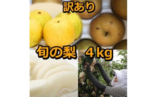 928.【訳あり】鳥取県産旬の梨セット 4kg ※2025年8月下旬頃～12月下旬頃に順次発送予定【先行予約 梨 なし 果物 フルーツ くだもの 鳥取県 北栄町 おすすめ 人気 送料無料】