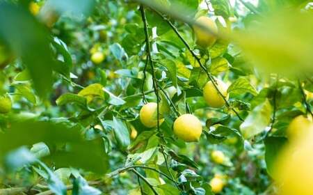 瀬戸内レモン 約3kg (30個程度) 【2026年2月～3月発送】