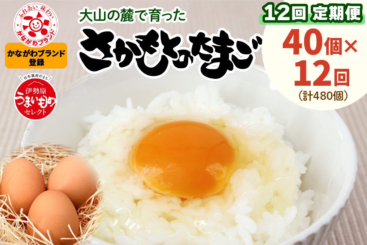 
[定期便] 坂本養鶏 大山の麓で育ったさかもとのたまご 合計480個 (40個×12回) [0098] 伊勢原市 赤玉卵 玉子 鶏卵 生卵 国産 TKG タマゴ 新鮮
