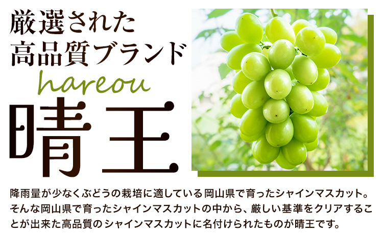 ぶどう 【2026年先行予約】 シャインマスカット 晴王 750g《2026年9月中旬-10月中旬頃出荷》晴レ乃青果　(岡山中央卸売市場店(富士紙工 有限会社)) マスカット 送料無料 岡山県 浅口市