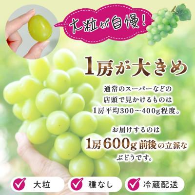 ふるさと納税 笛吹市 【発送月固定定期便】笛吹市の桃とぶどう 大糖領 1.5kg&シャインマスカット 1房 600g全2回 |  | 02