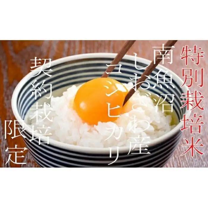 【令和7年産】【定期配送２Kg×3ヶ月】特別栽培 生産者限定  南魚沼しおざわ産コシヒカリ【定期便 銘柄米 ブランド米 精米 こしひかり コシヒカリ 魚沼産 新潟米 産地直送 お米 米 こめ コメ ご