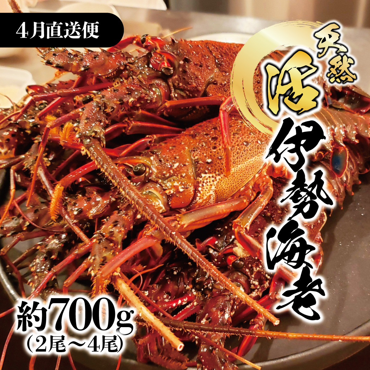 
                  【先行予約】4月直送便 土佐獲れ 活伊勢海老 約700g（2尾～4尾） / 天然 エビ　えび 伊勢エビ 海鮮 お刺身 刺し身 丸焼き しゃぶしゃぶ 故郷納税 ふるさとのうぜい 返礼品【株式会社とさもん】 [BQAE109]
                