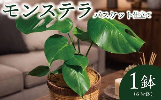 モンステラ バスケット仕立て  植物 インテリア 観葉植物 京都府 京都 久御山町 久御山 デルムンド