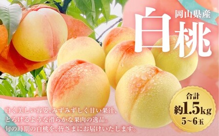 岡山県産 白桃  約1.5kg箱 5～6玉 【2026年7月上旬～8月下旬迄発送予定】 もも 桃 果物 くだもの フルーツ 国産 果実 冷蔵 