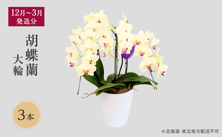 胡蝶蘭 大輪 3本 冬春発送 花色選択 胡蝶蘭