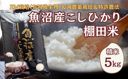 【令和8年 先行予約】魚沼産コシヒカリ棚田米 5kg 佐藤農場 | 新潟県 コシヒカリ おこめ