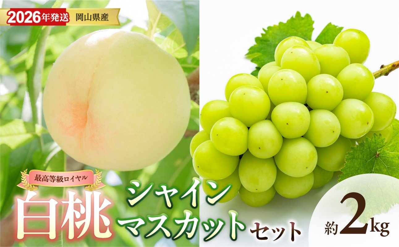 
            【 2026年発送 】岡山県産白桃 ロイヤル＆シャインマスカット 約2kgセット（令和8年6月中旬～8月上旬発送）【 白桃 糖度最上級 もも フルーツ モモ ロイヤル シャインマスカット ぶどう 大人気セット 岡山県産 くだもの王国岡山 】
          