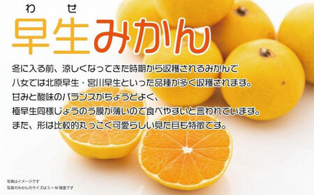 【先行受付：2024年11月発送開始】みかん「早生」約１０ｋｇ｜＜配送不可：北海道・沖縄・離島＞　072-111