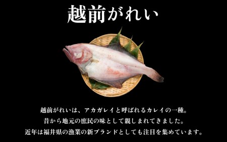 冷蔵配送！ 越前 赤かれい干物 2枚 大サイズ 「天日干し」  越前の港から直送！旨味濃縮 一夜干し【干物 ひもの 冷蔵ひもの 赤ガレイひもの かれい干物 カレイ干物 5000円ひもの 添加物不使用ひ